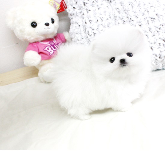 Quality  Pomeranian puppies for sale