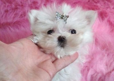 Puppys Free To Good Home Sheffield Puppys Free To Good Home Sheffield