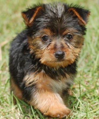 adorable yorkie puppies for adoption two and adorable yorkie puppies for adoption adorable yorkie puppies for adoption two and adorable yorkie puppies for adoption