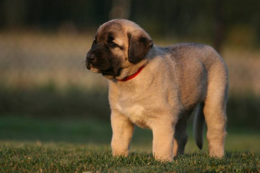 Anatolian Shepherd dog - Kangal