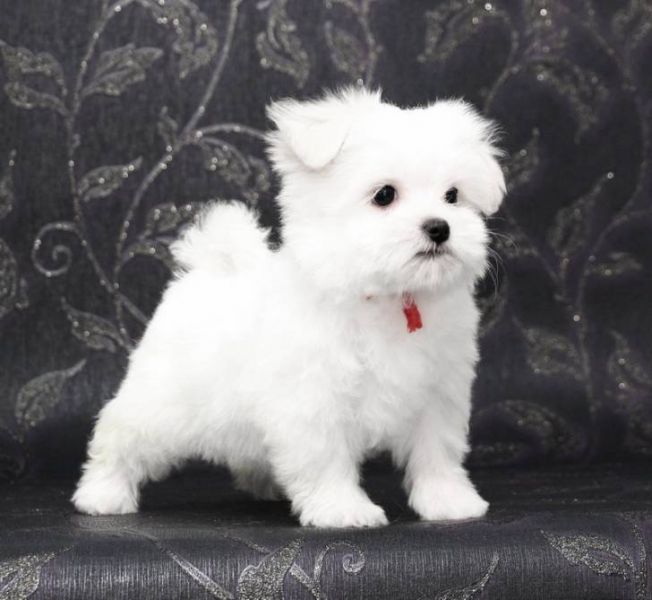 Supper Tiny Teacup Maltese Puppies For Sale