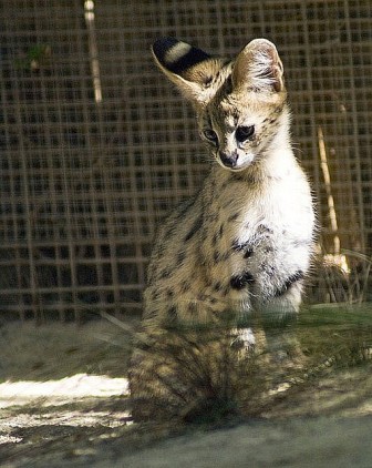 Servals and F1 Savannah kittens for new homes .