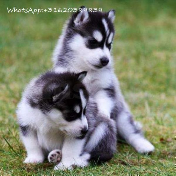 Sweet Siberian Husky Puppies whatsapp +31620389839