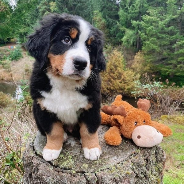 Cute Bernese Mountain Puppies available