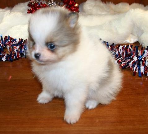 Healthy  male and female pomeranian puppies for sale