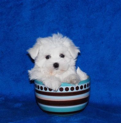 teacup maltese puppies for adoption and teacup maltese puppies for adoption teacup maltese puppies for adoption and teacup maltese puppies for adoption