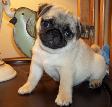 pug puppies for sale in plymouth pug puppies for sale pug puppies for sale in plymouth pug puppies for sale