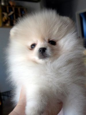 pomeranian puppies for free adoption and adorable pomeranian puppies for free adoption pomeranian puppies for free adoption and adorable pomeranian puppies for free adoption