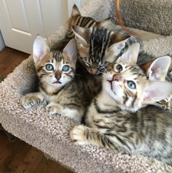 Exotic Savannah kittens available for sale !!!!!!!!
