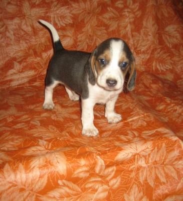 beagle playful