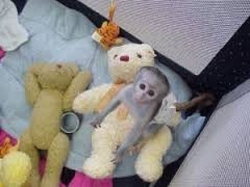 Google Approved Diaper Trained Capuchin & Marmoset Monkey.whatsapp me at: +447418348600