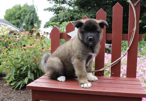 Stunning looking Akita puppies for sale