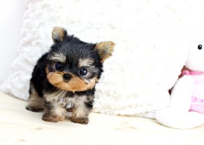 doll face yorkie
