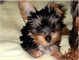 STUD SERVICE ONLY Yorkie Teacup