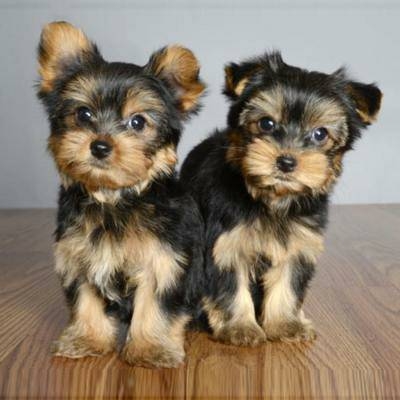 Adorable Yorkie Puppies For Adoption.