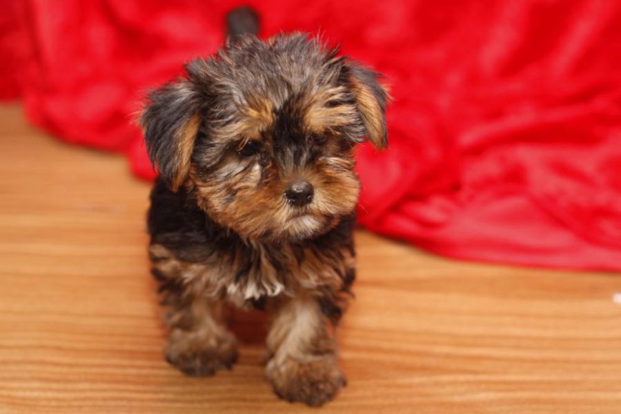 Home Raised Yorkshire Terrier Puppies For Rehoming. 