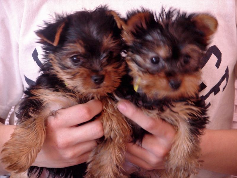 Small breed puppies for a caring home