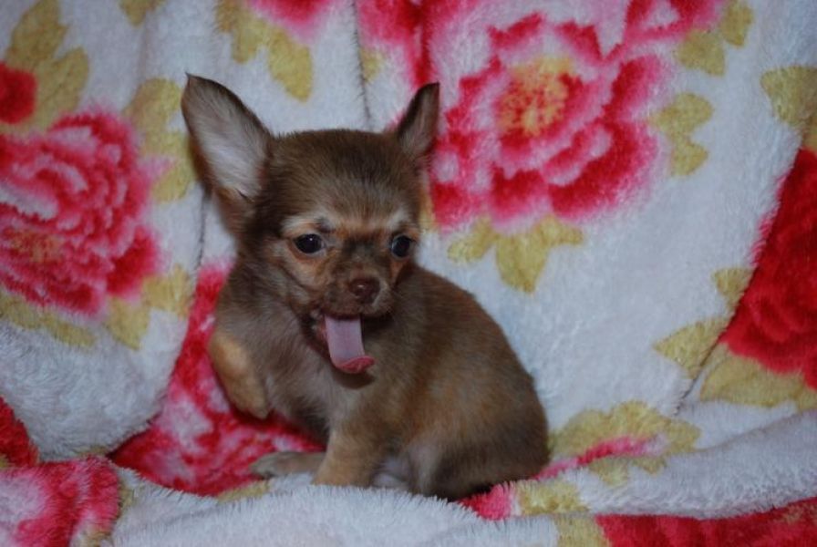 Luxury MINI! Toy Chihuahua Puppies rare color Leopard