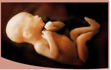 3D & 4D Pregnancy Scan Packages