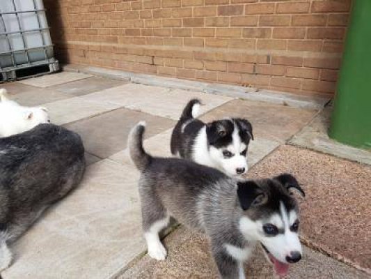 Pure Bred Full Pedigree Siberian Husky Pups