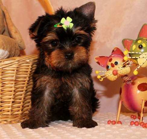 Cute Yorkie puppies for adoption Text me at + 1786-480-2944