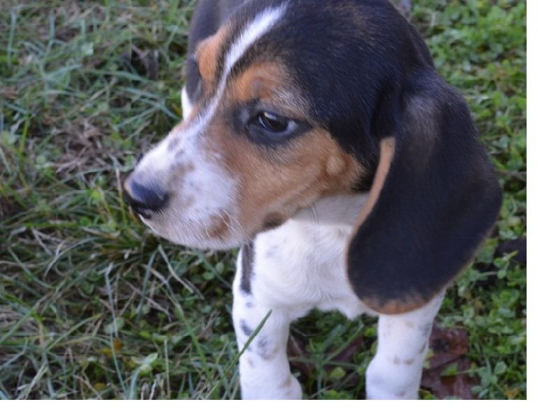  He is a miniture beagle and his parents are both