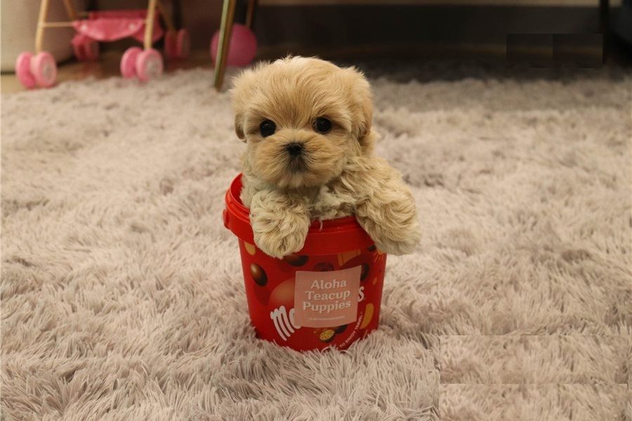 Adorable Maltipoo Puppies For Sale