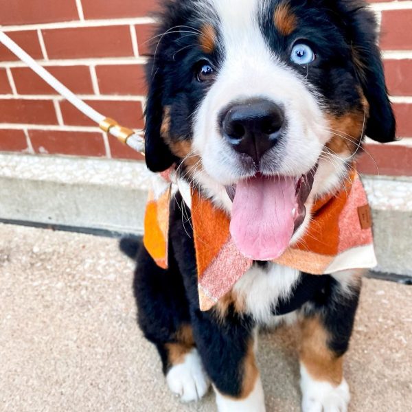 Cute Bernese Mountain Puppies available