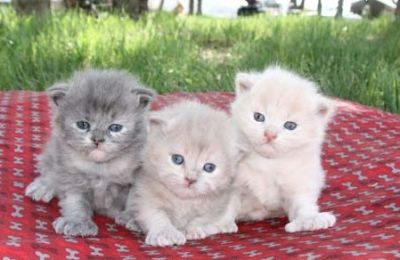 Shotleg munchkin kittens-shorthair