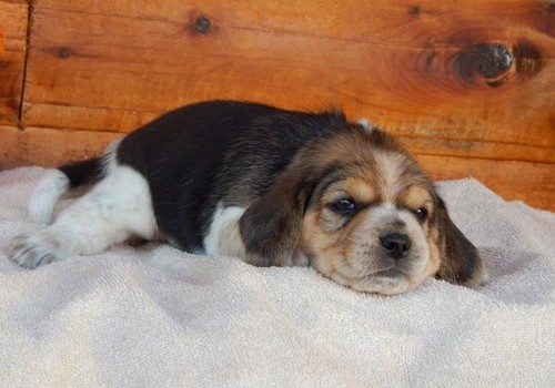 Healthy Beagle puppies For Home