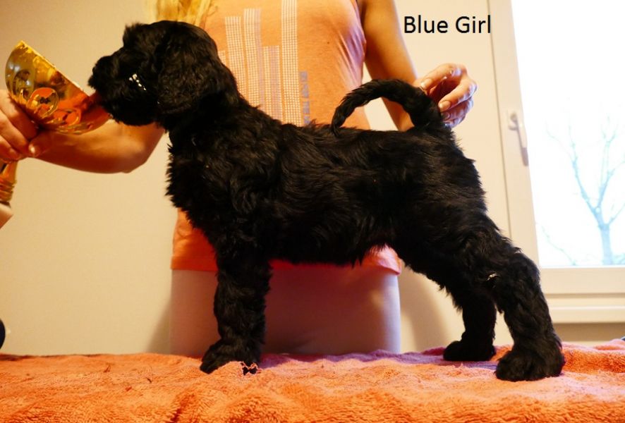 Black Russian Terrier - Puppies