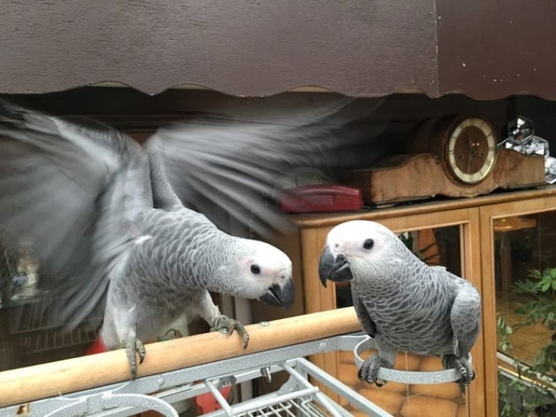 A Pair of Talking African Grey Parrots