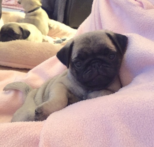 Healthy Pug puppies for sale