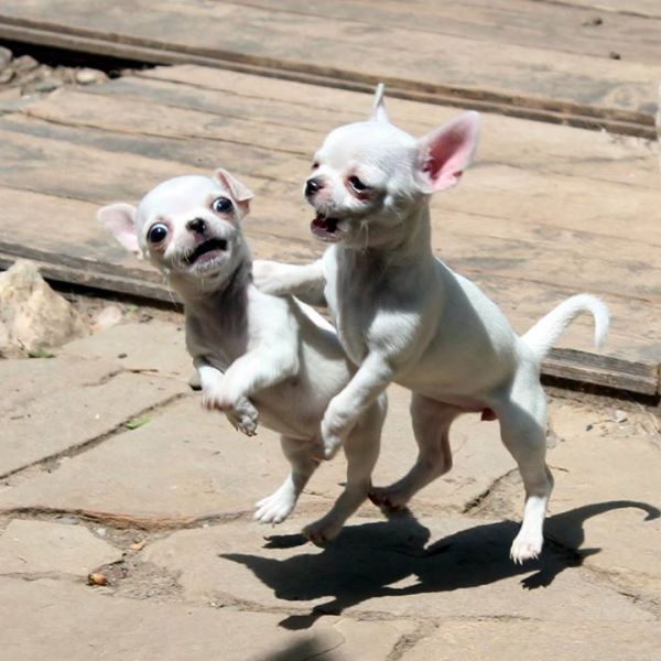  mini toy chihauhua puppies for adoption