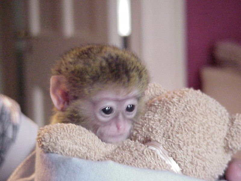 Capuchin Monkey for Re-homing 