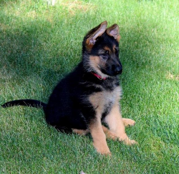 Males and Females German Shepherd For Sale