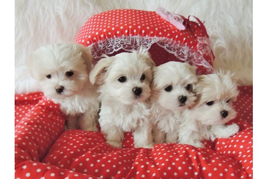 Charming MALTESE puppies AVAILABLE 