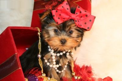 cute Tea Cup Yorkie Puppies For Free Adoption