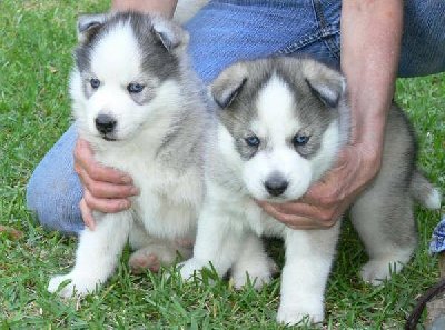 Two Males and Two Females Siberian Husky Puppies For Adoption