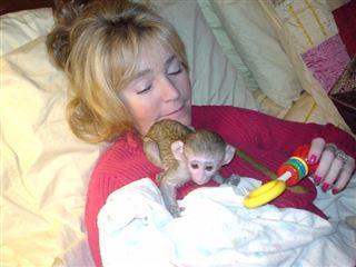 Our baby monkeys are home raised, babies are diaper trained