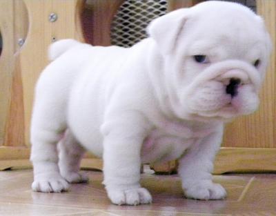 BULL PUPPIES