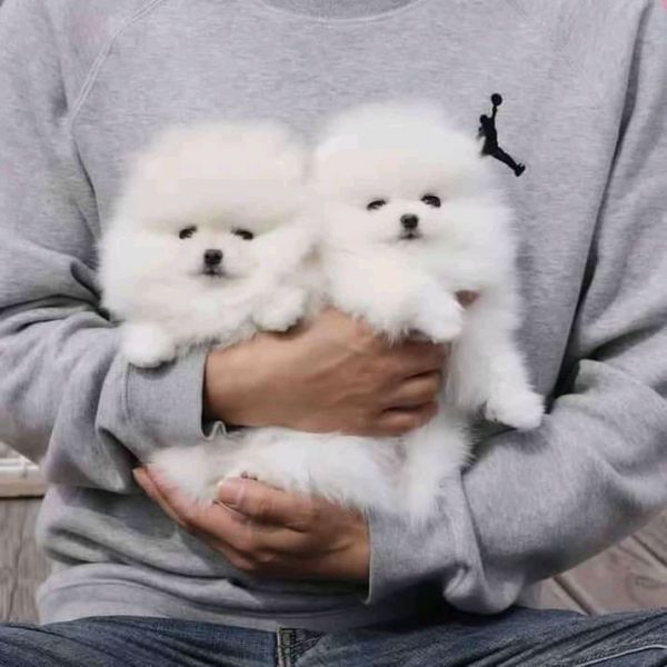 Pomeranian puppies 