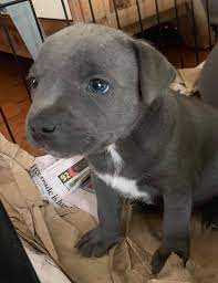 Blue AKc Staffordshire Bull Terrier Puppies