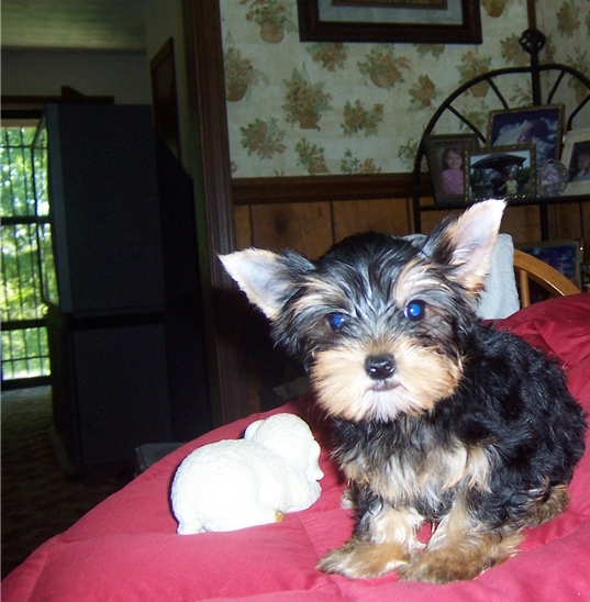 Yorkshire Terrier Puppies..whatsapp me at: +447418348600