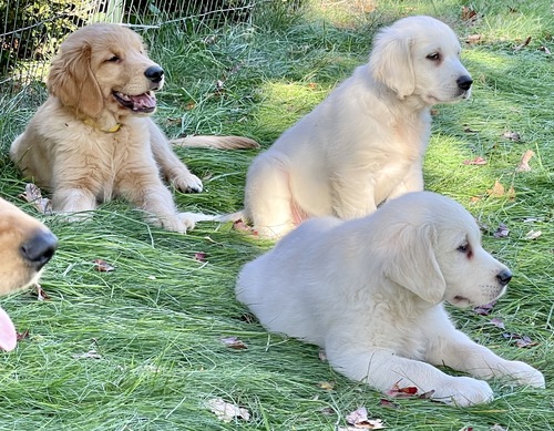 Golden Retreiver Puppies