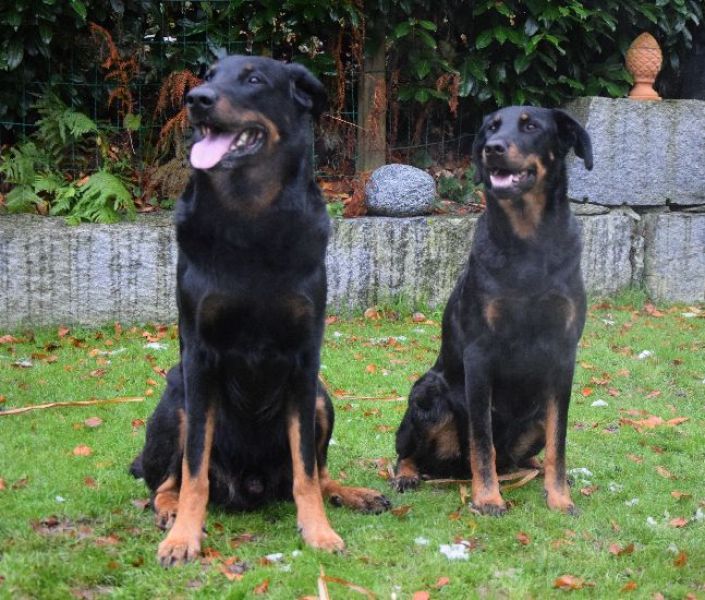 Beauceron puppies with pedigree
