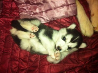 Potty trian Siberian Husky Puppies for sale