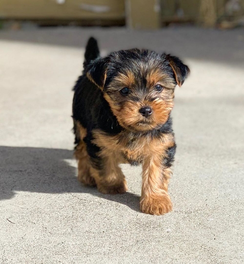 Home Raised Yorkshire Terrier Puppies For Rehoming. 