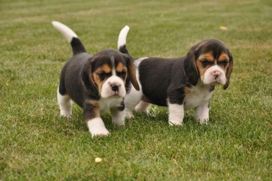 Beautiful Beagle Puppies