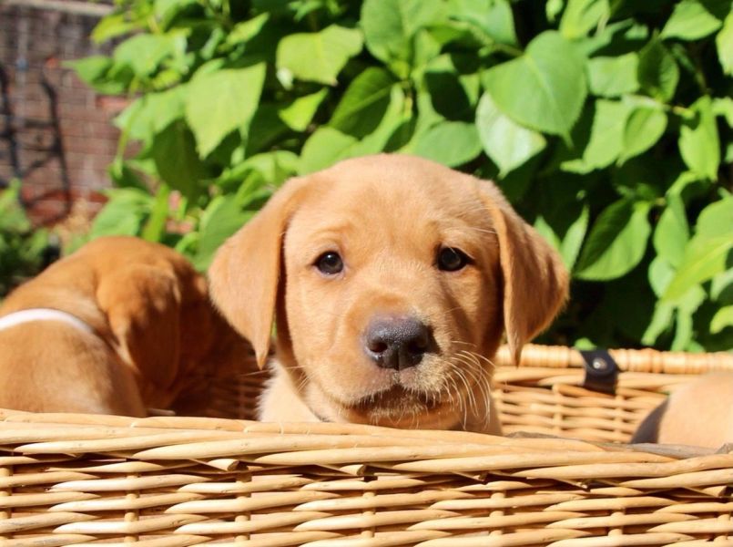 Loving  Labrador  ready for adoption.